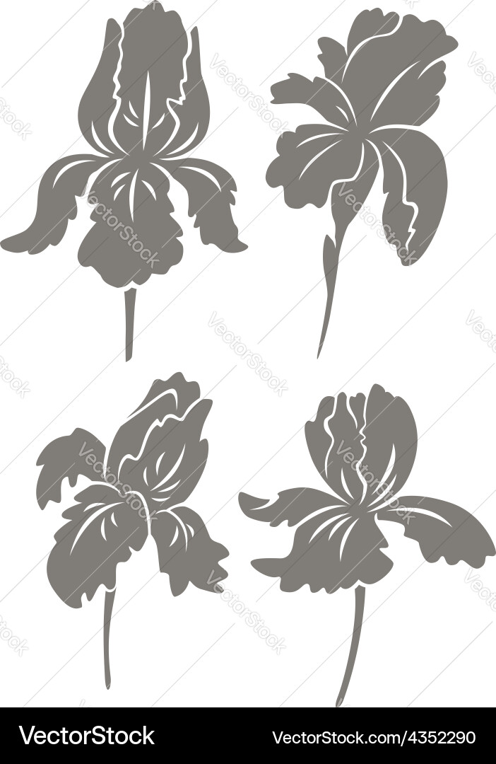 Shown iris flower Royalty Free Vector Image - VectorStock