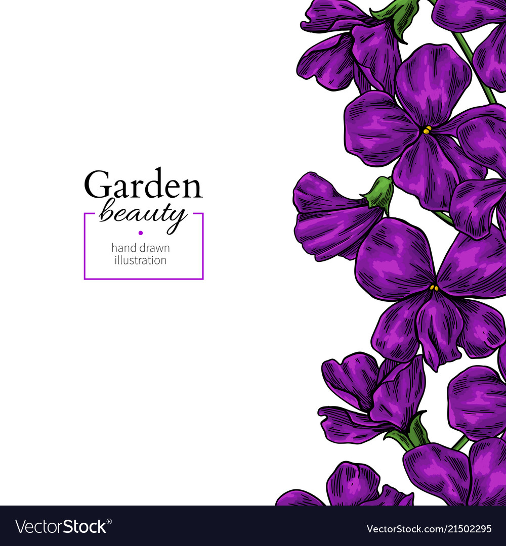 Violet Flower Drawing Hand Drawn Floral Royalty Free Vector