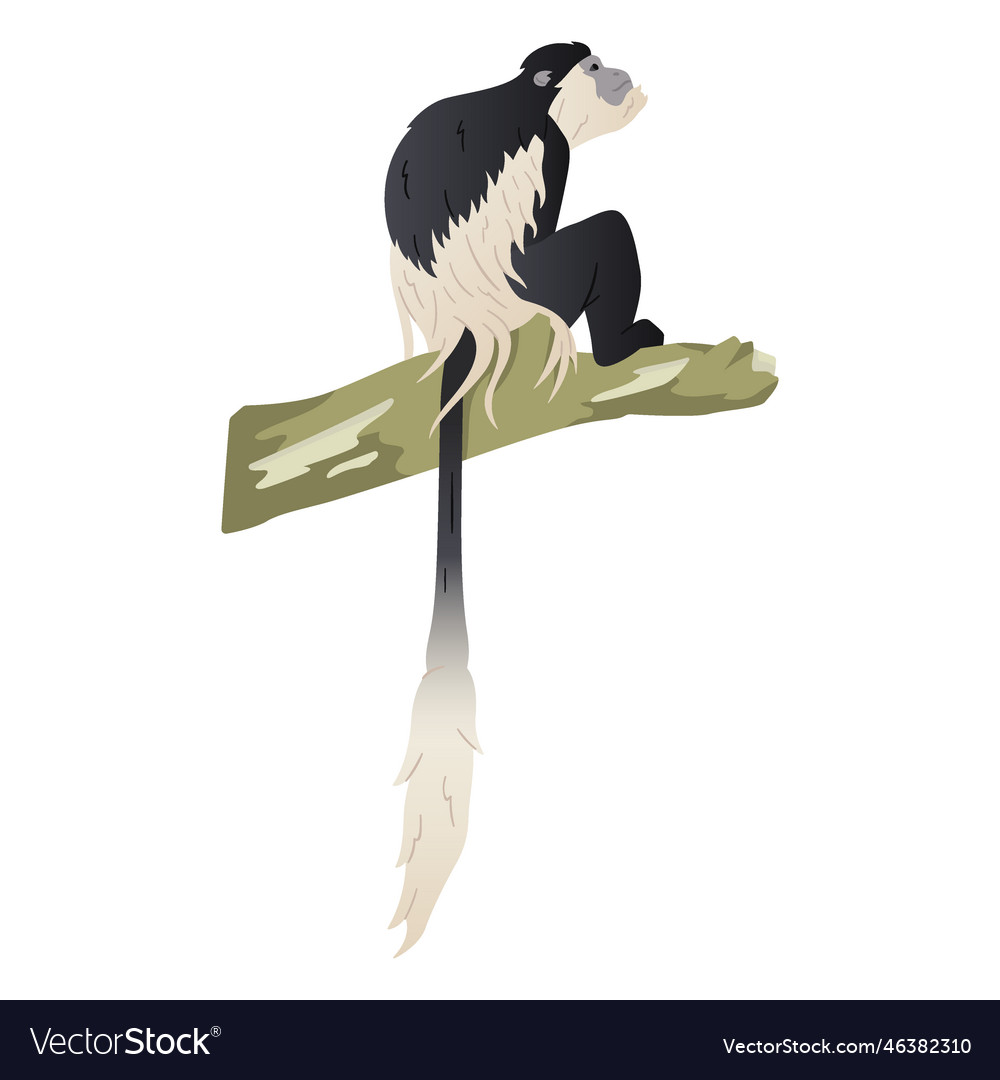 Black and white colobus Royalty Free Vector Image