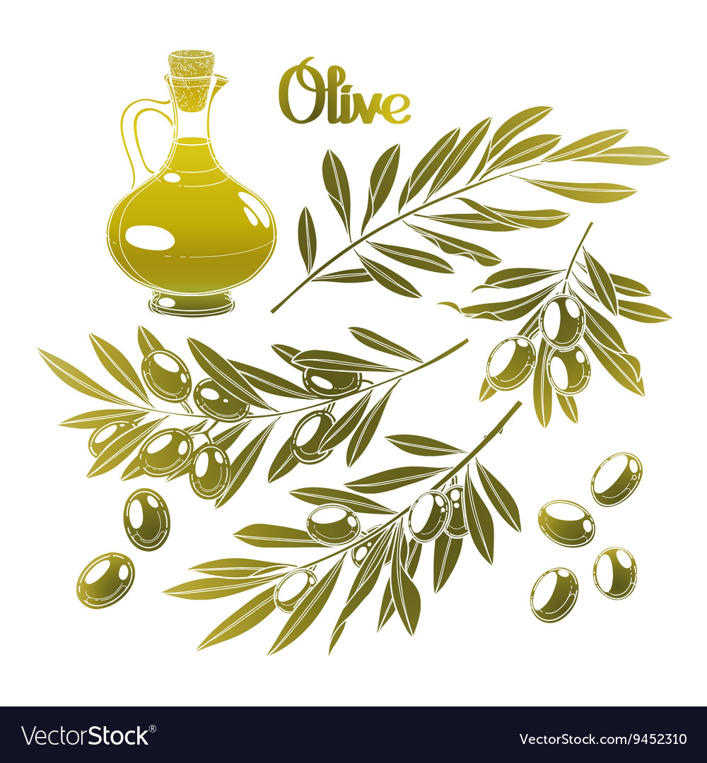 Graphic olive collection Royalty Free Vector Image