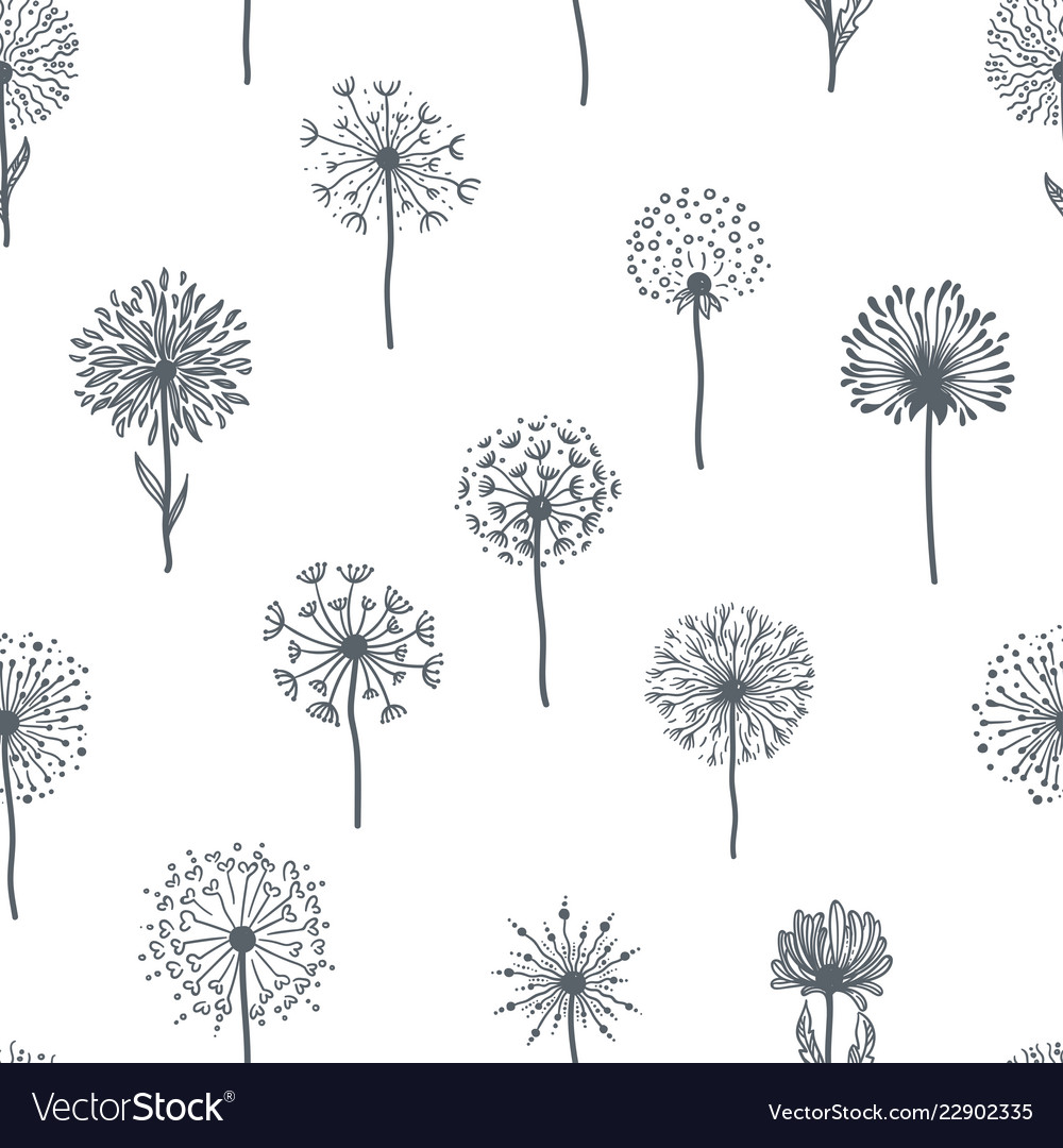 Dandelion old plant with seeds monochrome Vector Image