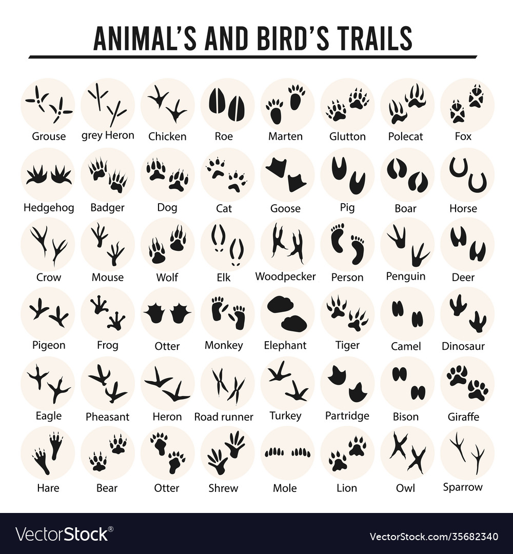 Set animal and bird trails with name vector image Set animal and bird trails with name