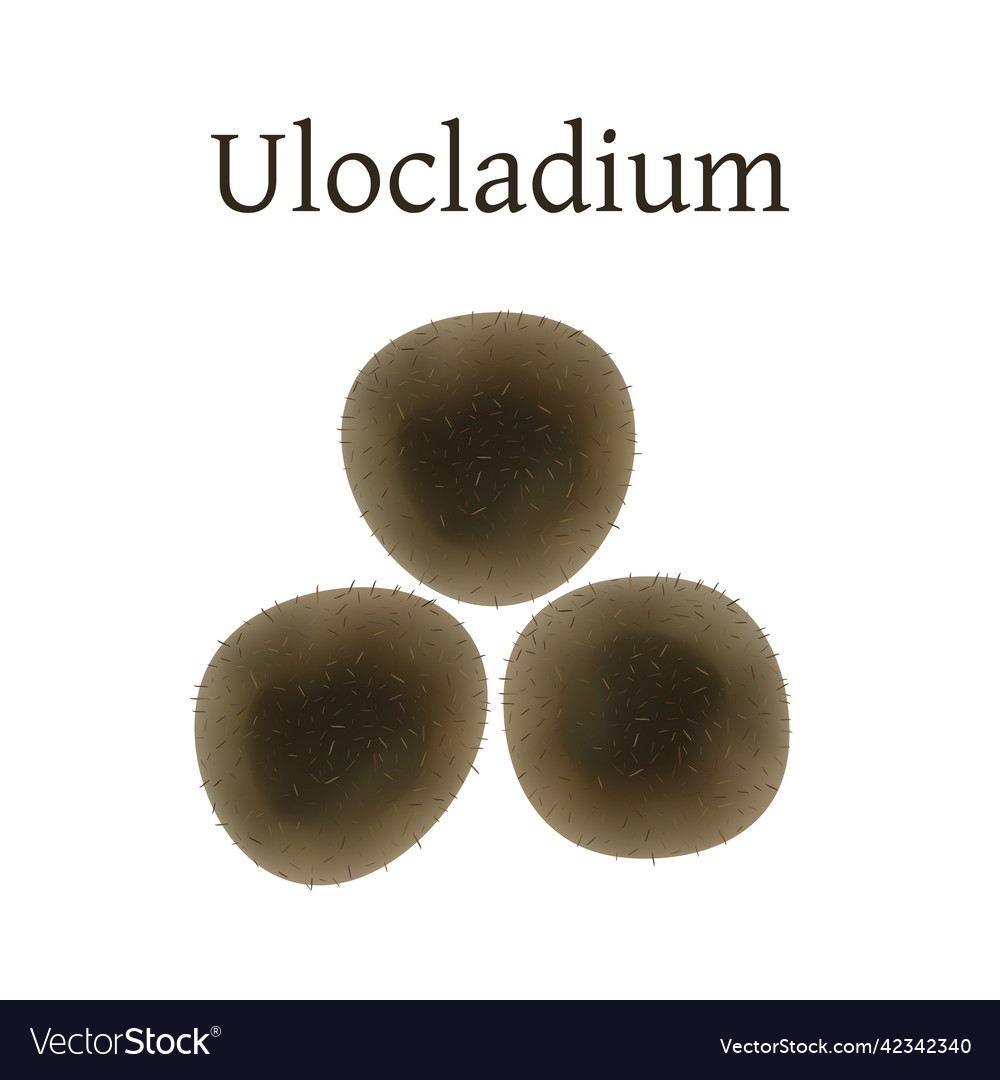 Ulocladium mold isolated Royalty Free Vector Image