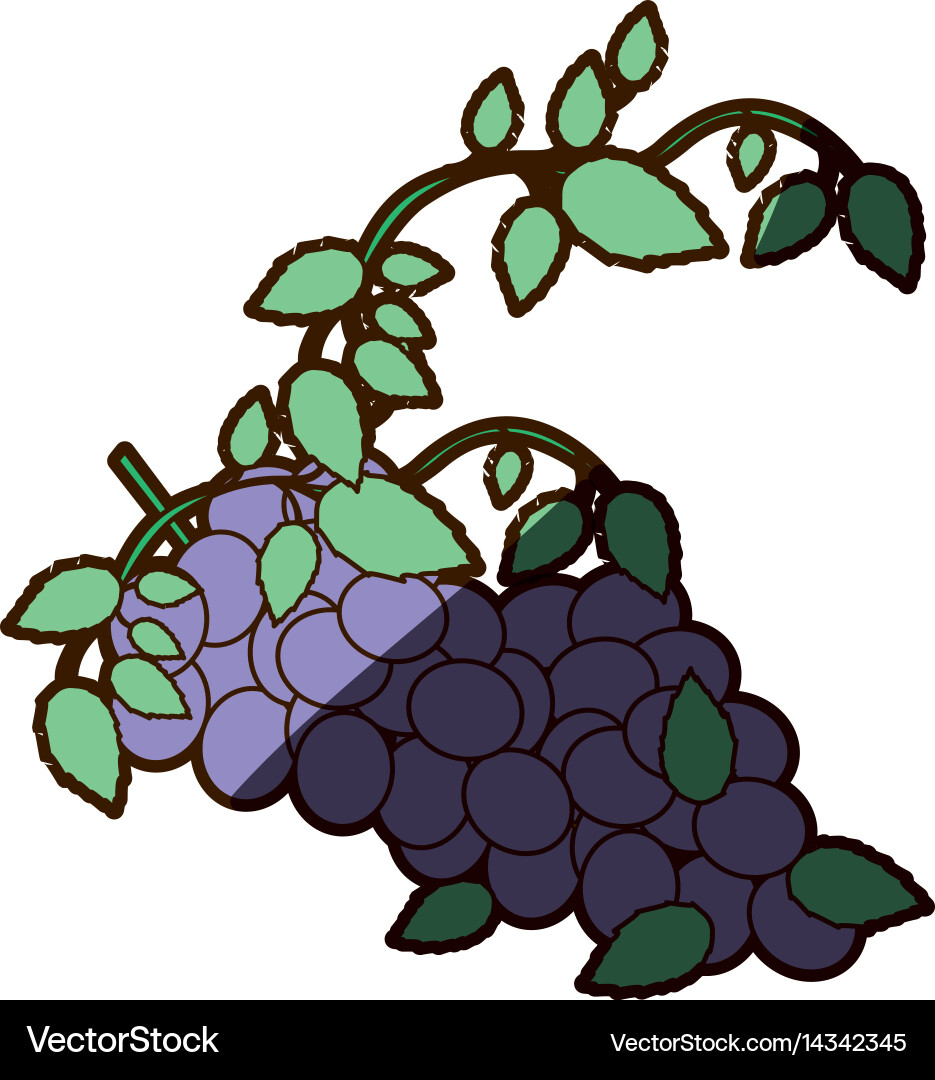White background with bunch of grapes shadow Vector Image