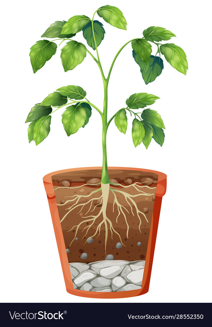 Green plant in pot on isolated background Vector Image