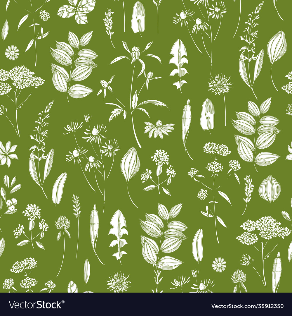 Medicinal herbs pattern Royalty Free Vector Image