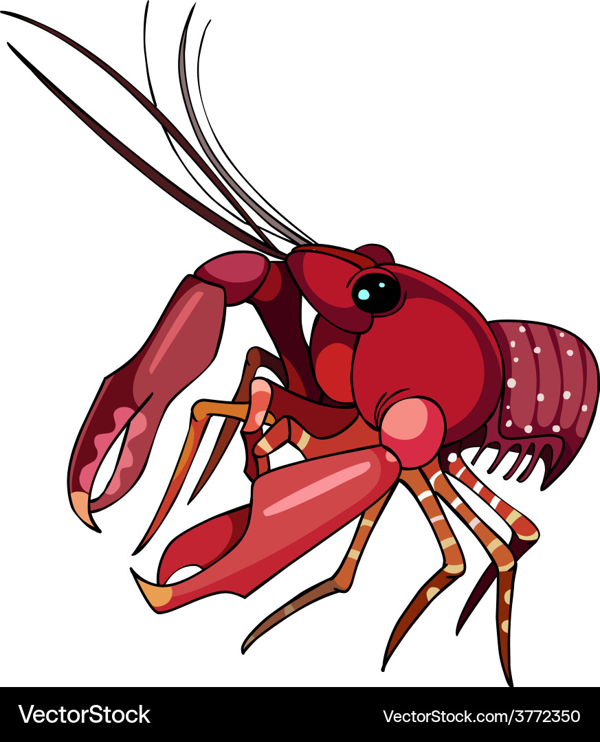 Red lobster cancer Royalty Free Vector Image VectorStock