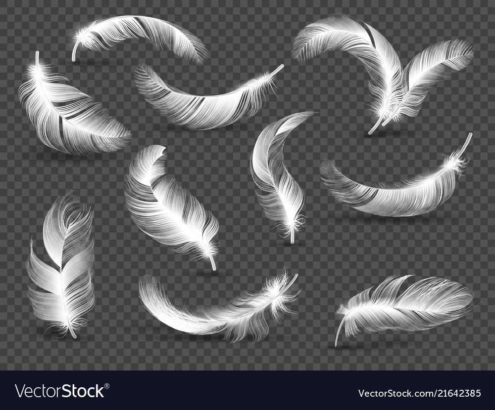 White feathers fluffy twirled feather isolated on Vector Image