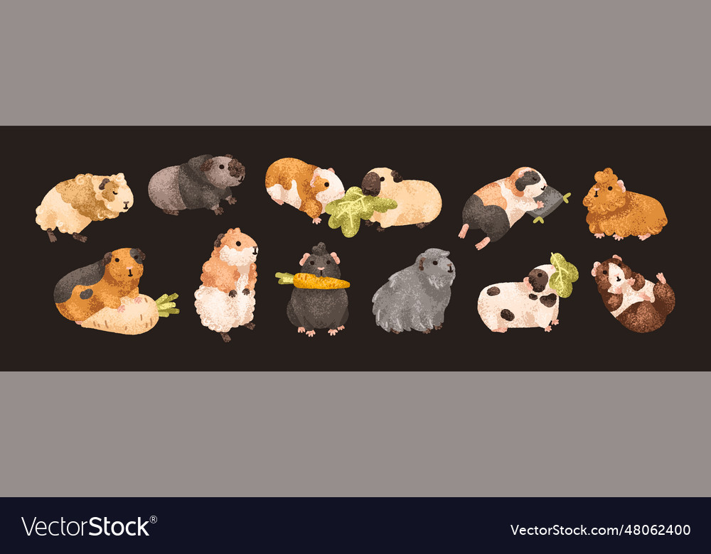 Cute guinea pigs set funny baby rodents small Vector Image