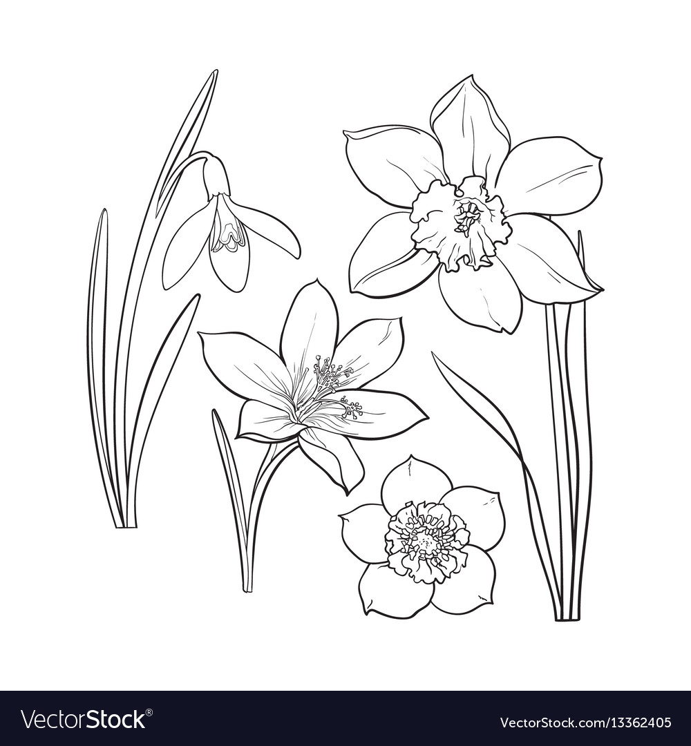 Set of flower silhouette vector illustrations. Snowdrop, daffodil