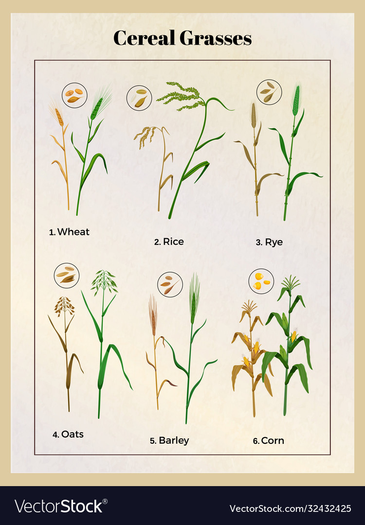 Cereal grasses poster Royalty Free Vector Image