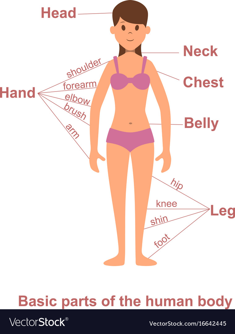 Main Parts Of Human Body On Female Figure Vector Image