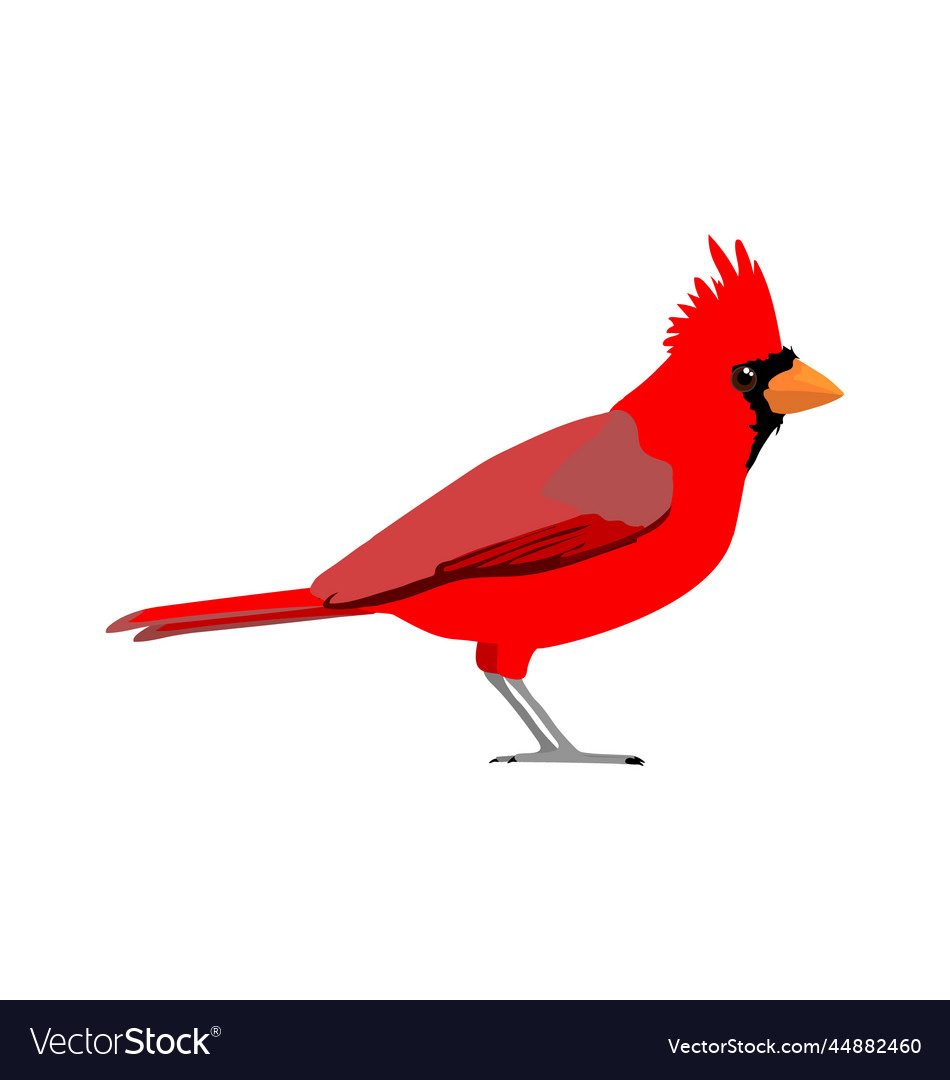 Cardinalis - northern cardinal - male Royalty Free Vector