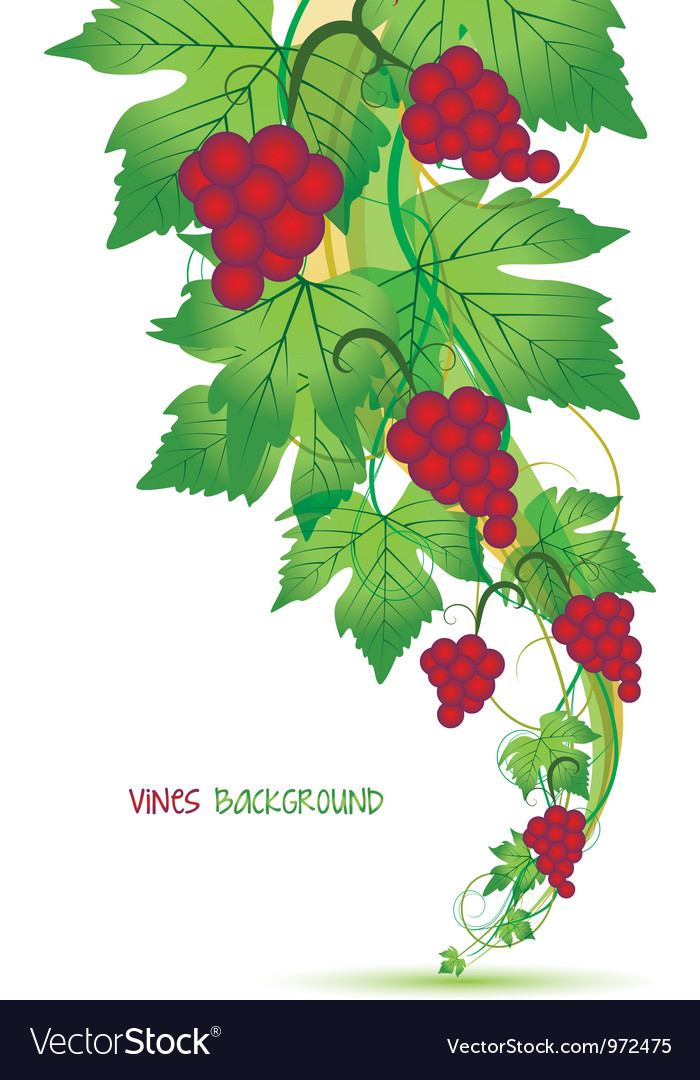 Red grapes Royalty Free Vector Image - VectorStock