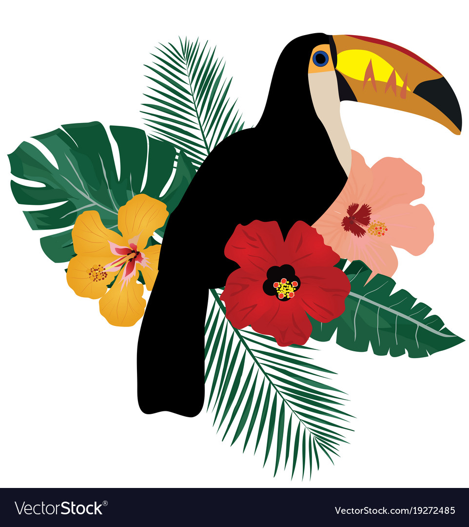 Toucan bird Royalty Free Vector Image - VectorStock