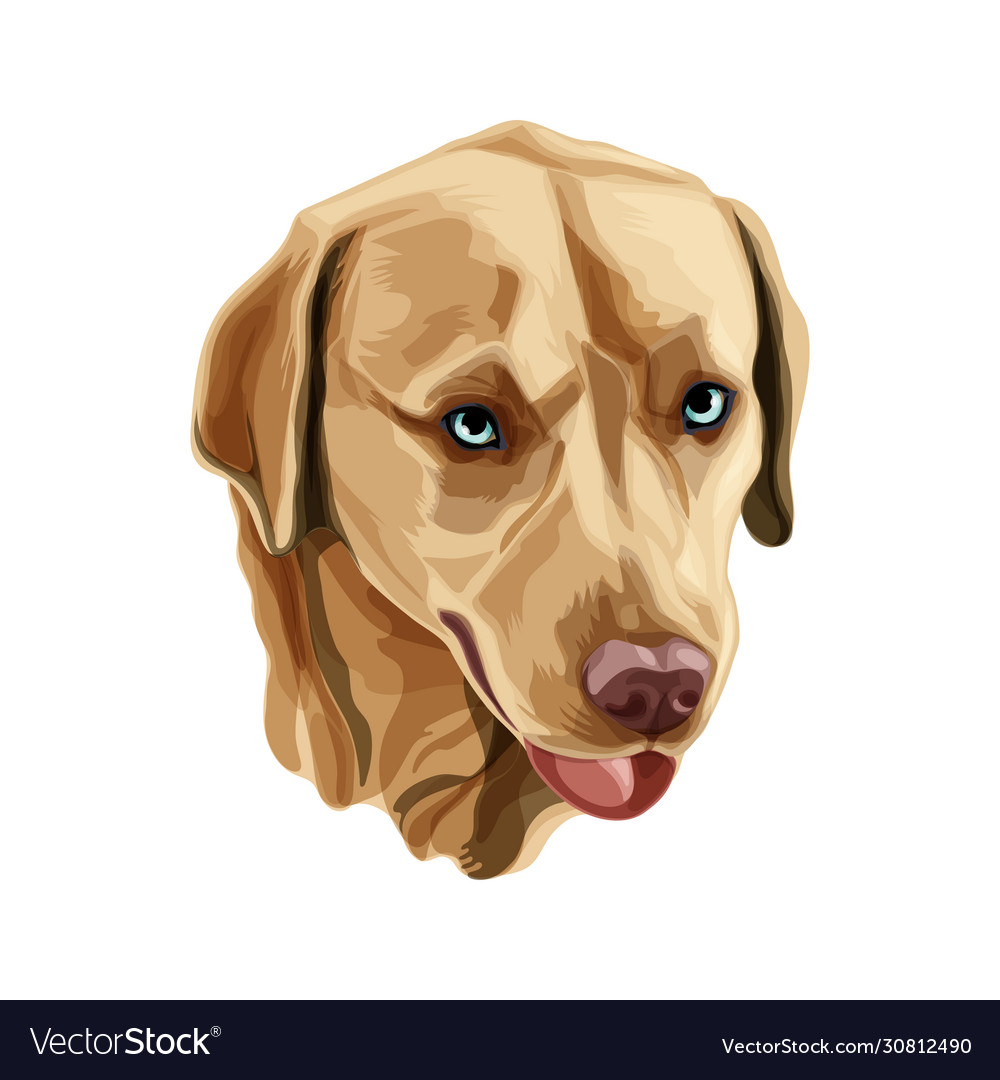 Golden labrador retriever Royalty Free Vector Image