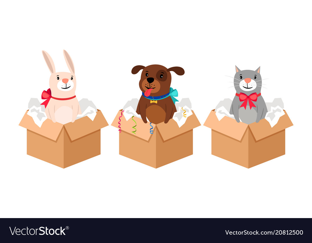 box pets