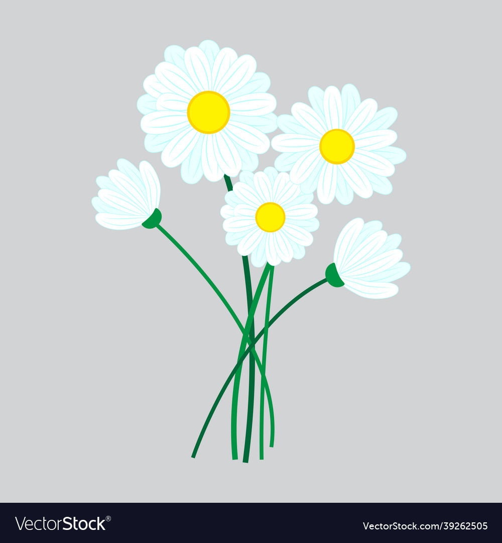 Doodle white daisies for print design spring Vector Image