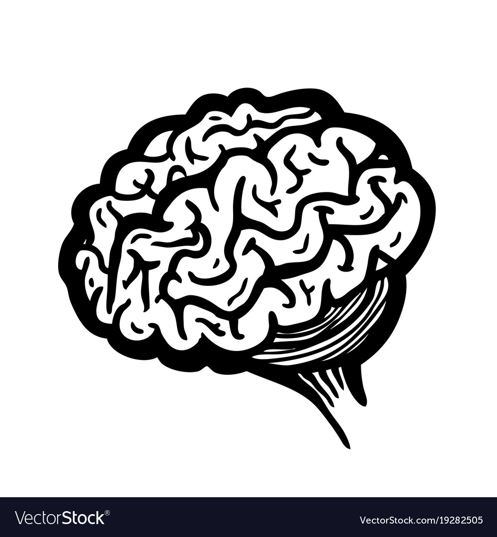 Painted brain Royalty Free Vector Image - VectorStock