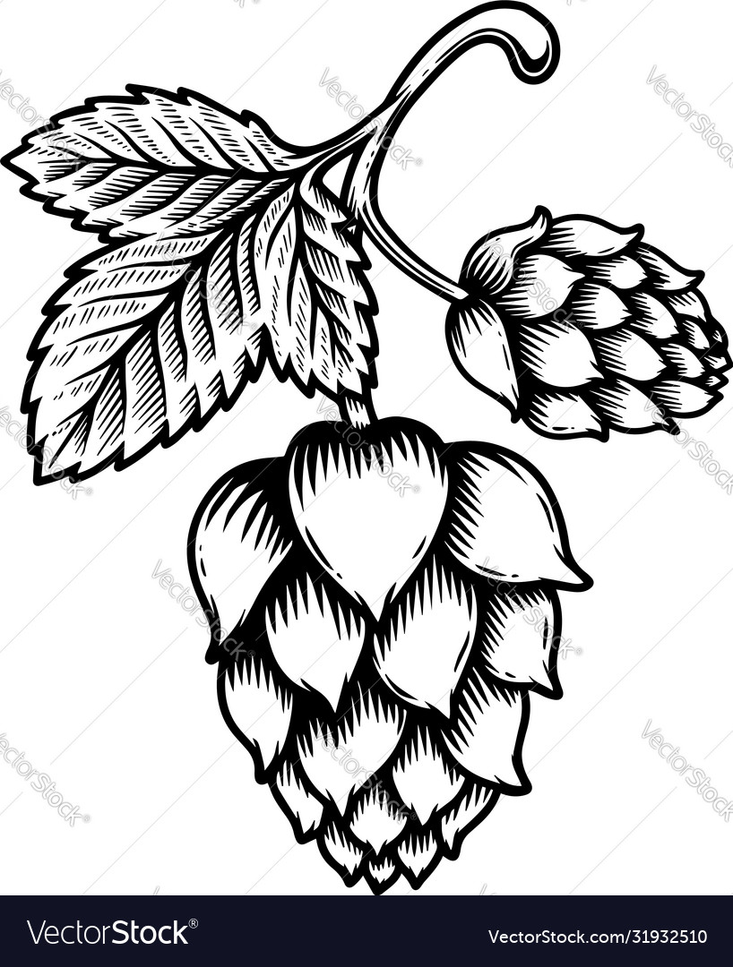 Beer Hop Cone In Engraving Style Design Element Vector Image