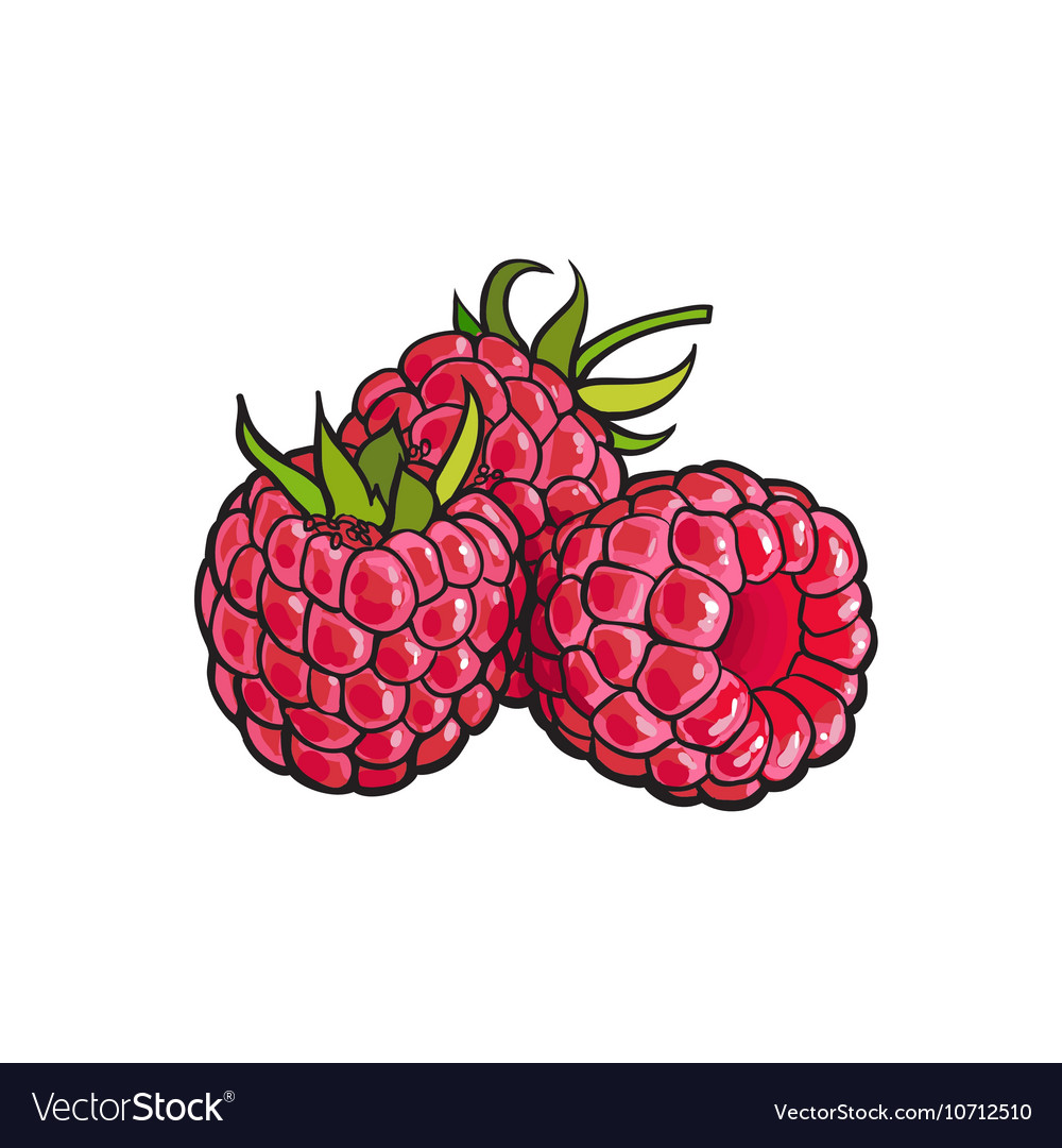 Рисунок малина вектор