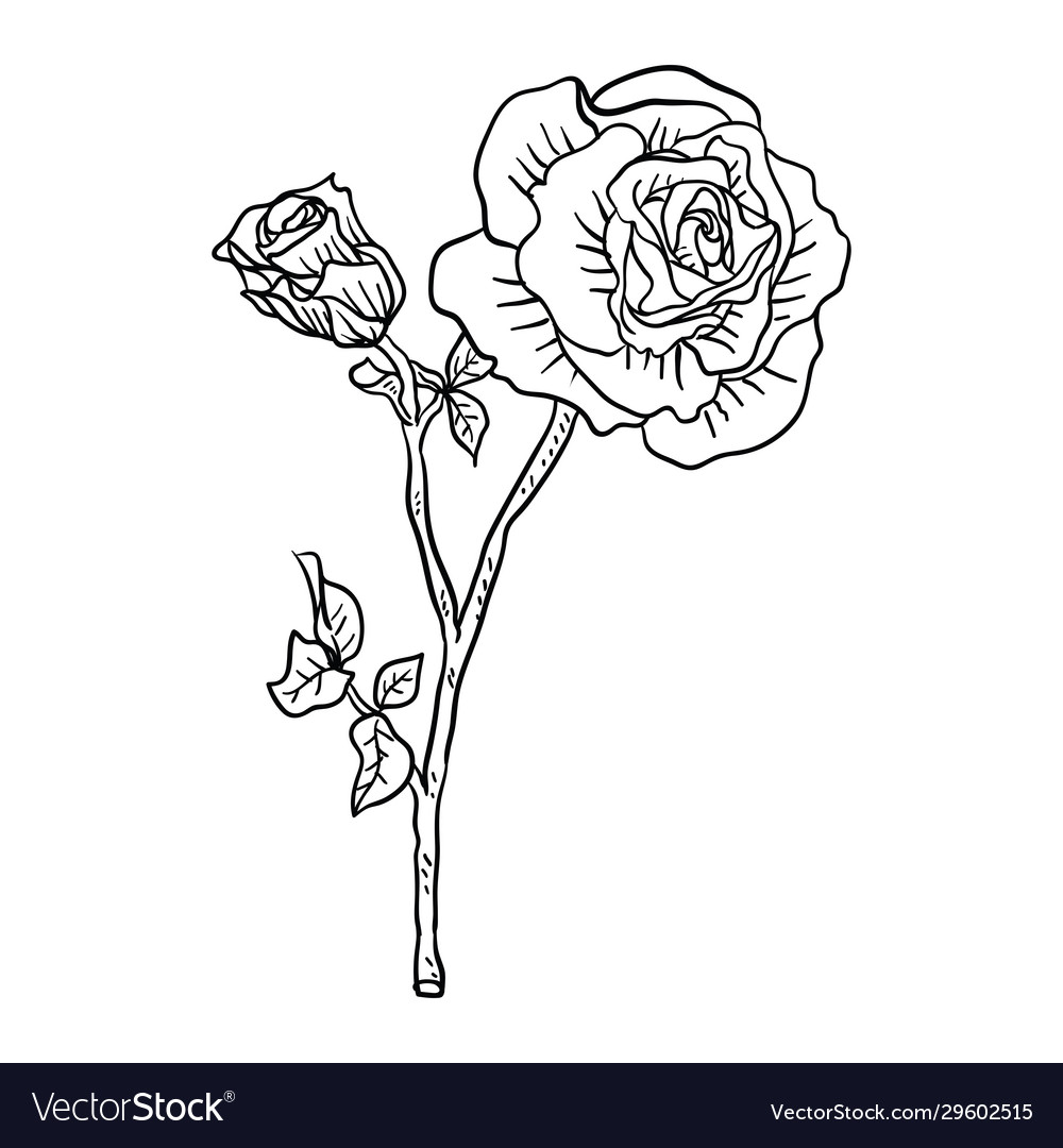 single flower drawing