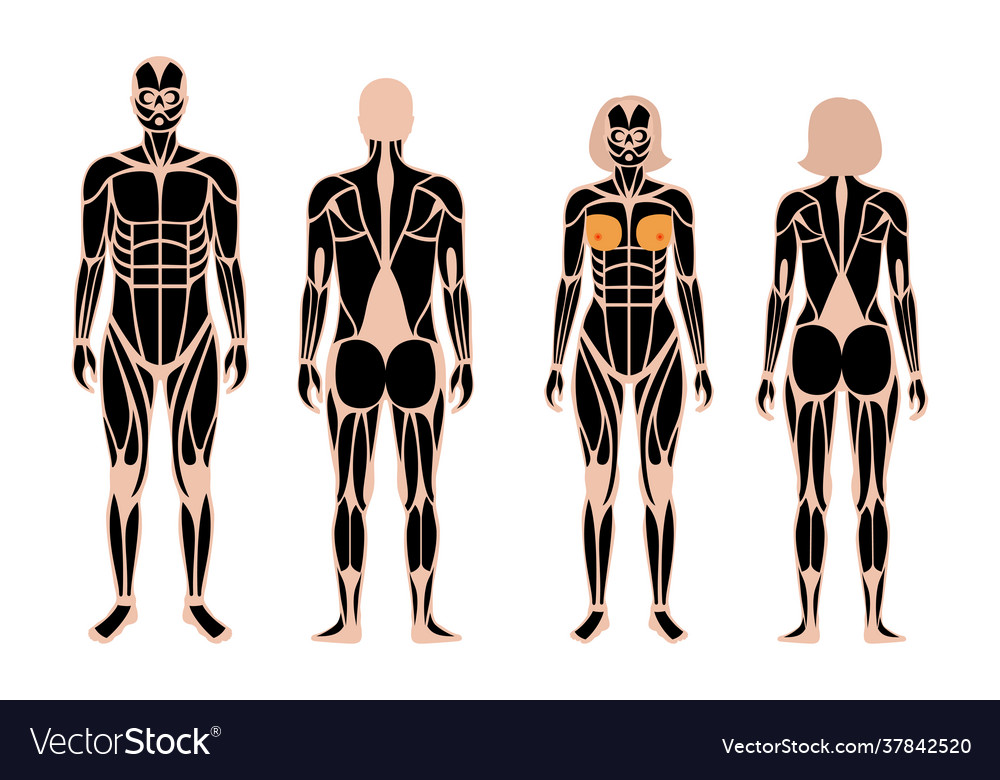 Human muscular system Royalty Free Vector Image