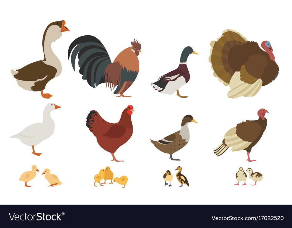 Poultry farming chicken turkey duck goose family