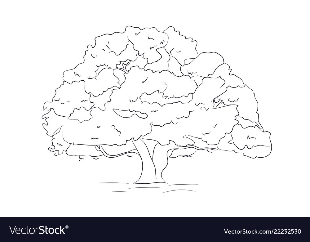 large tree sketch