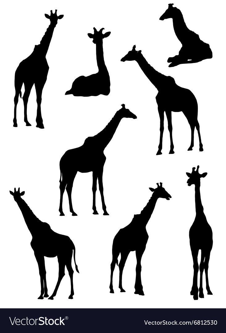 Collection of silhouettes giraffes Royalty Free Vector Image