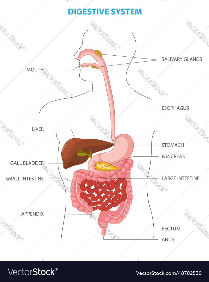 Human digestive system anatomical Royalty Free Vector Image