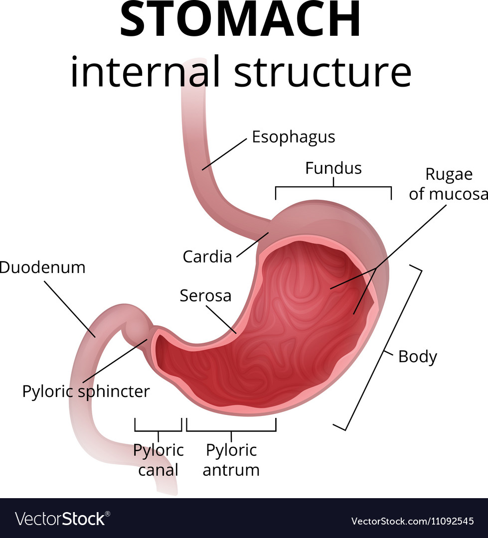 The Anatomy Of The Human Stomach Royalty Free Vector Image