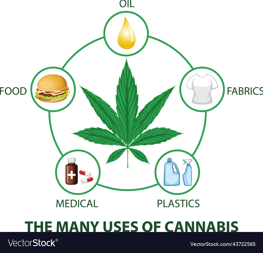 Many uses of cannabis diagram Royalty Free Vector Image