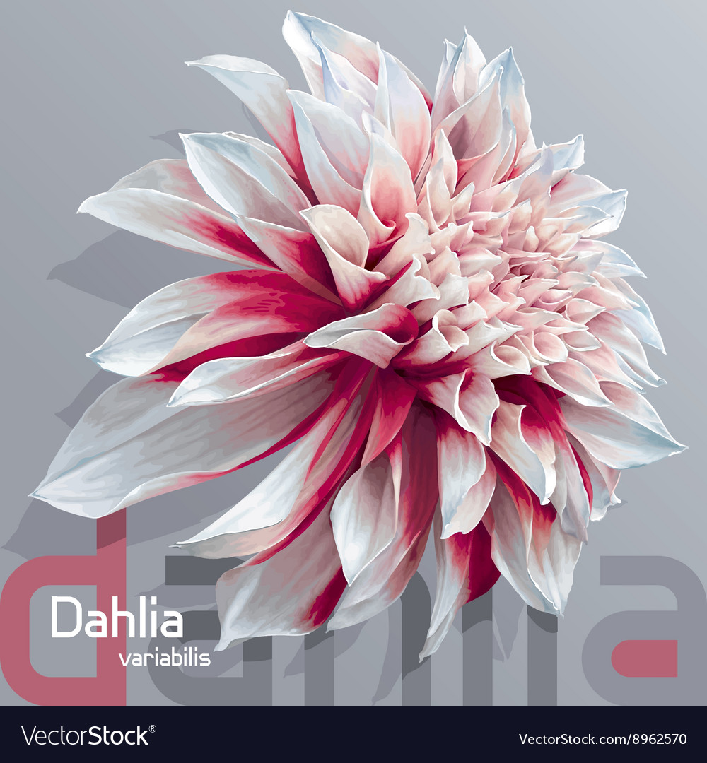 Dahlia Grey Background Royalty Free Vector Image 