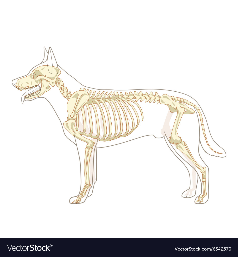 Dog skeleton veterinary