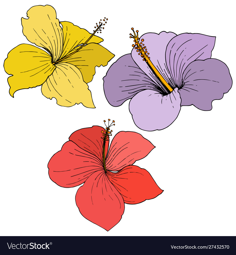 Hibiscus floral tropical flowers engraved Vector Image