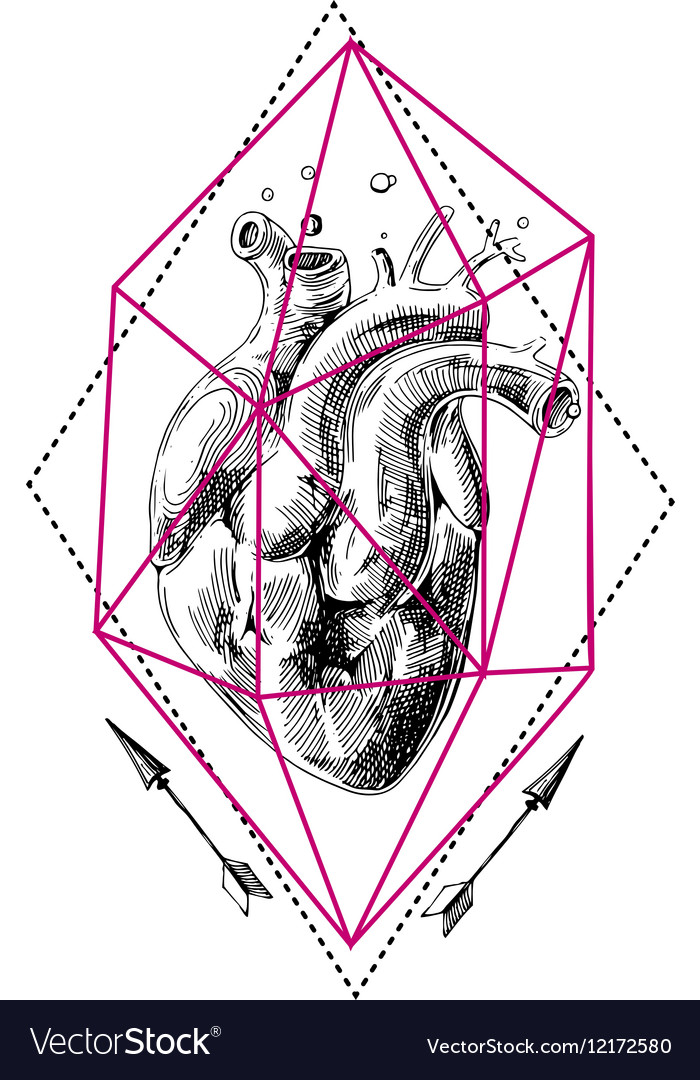 Sketch of human heart Royalty Free Vector Image