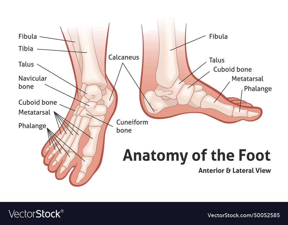 Human foot bones feet anatomy medical poster vector image
