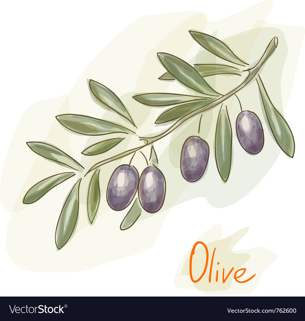 Olives watercolor style