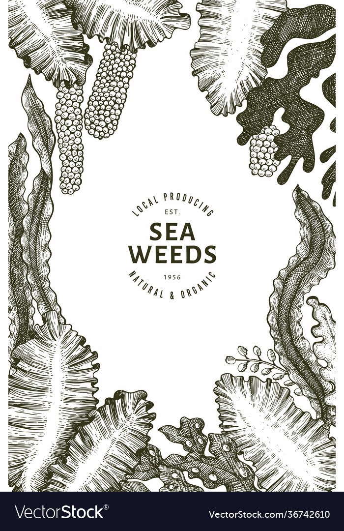 Seaweed Design Template Hand Drawn Seaweeds Vector Image