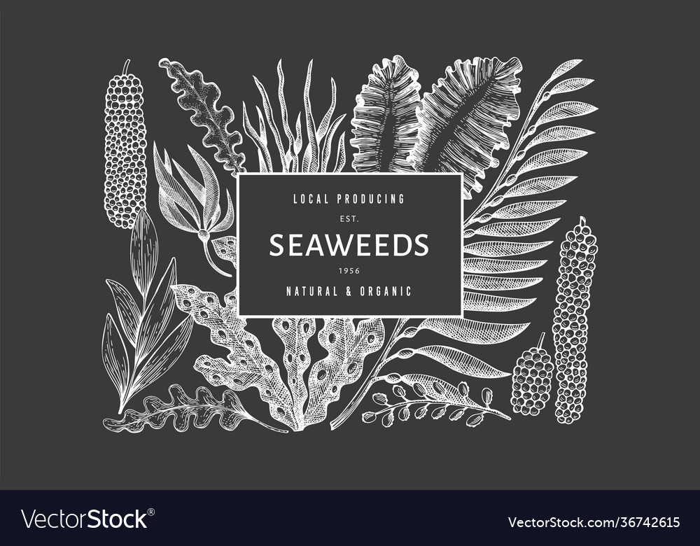 Seaweed design template hand drawn seaweeds Vector Image