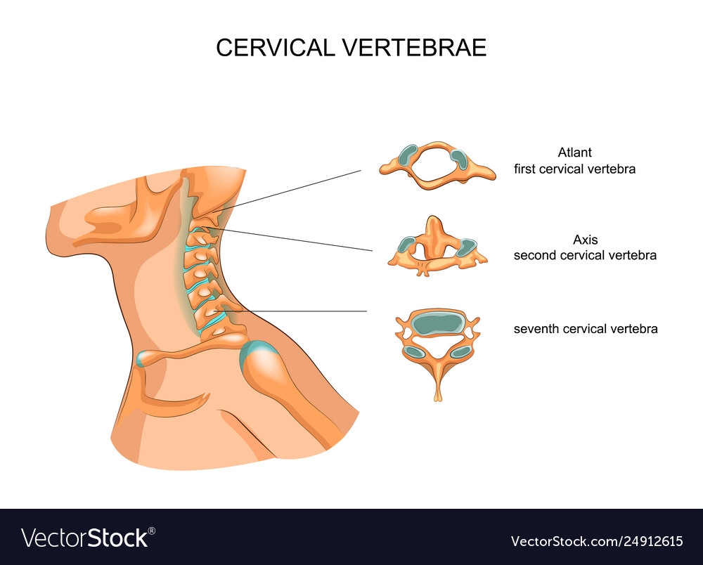 Anatomy Cervical Vertebrae Royalty Free Vector Image My Xxx Hot Girl 8728