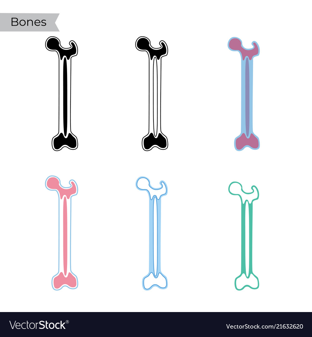 Bone marrow Royalty Free Vector Image - VectorStock Bone marrow Royalty Free Vector Image - VectorStock