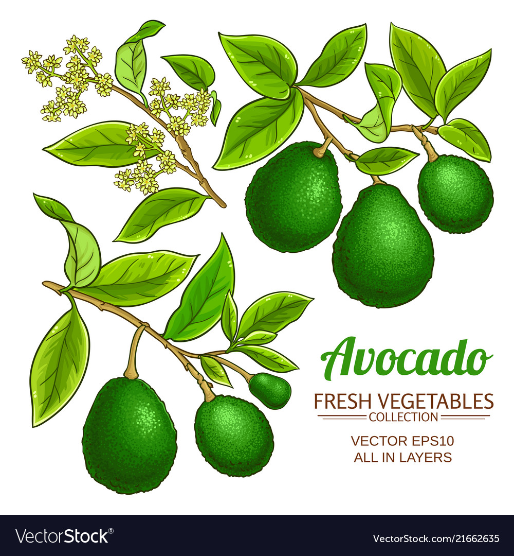 Avocado branches Royalty Free Vector Image VectorStock Avocado branches Royalty Free Vector Image VectorStock