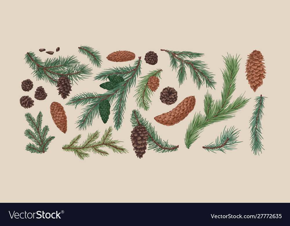 Hand Drawn Colorful Collection Spruce Branches Vector Image 