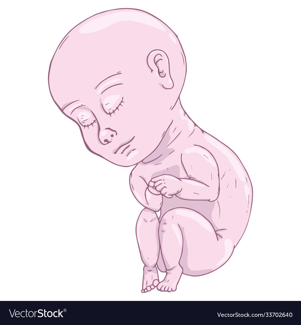 Baby in fetal position icon fetus hand Royalty Free Vector