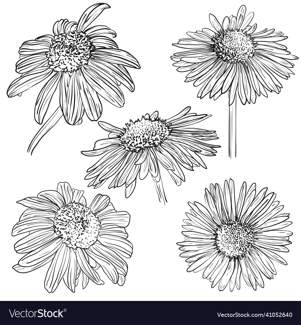 Echinacea flower set