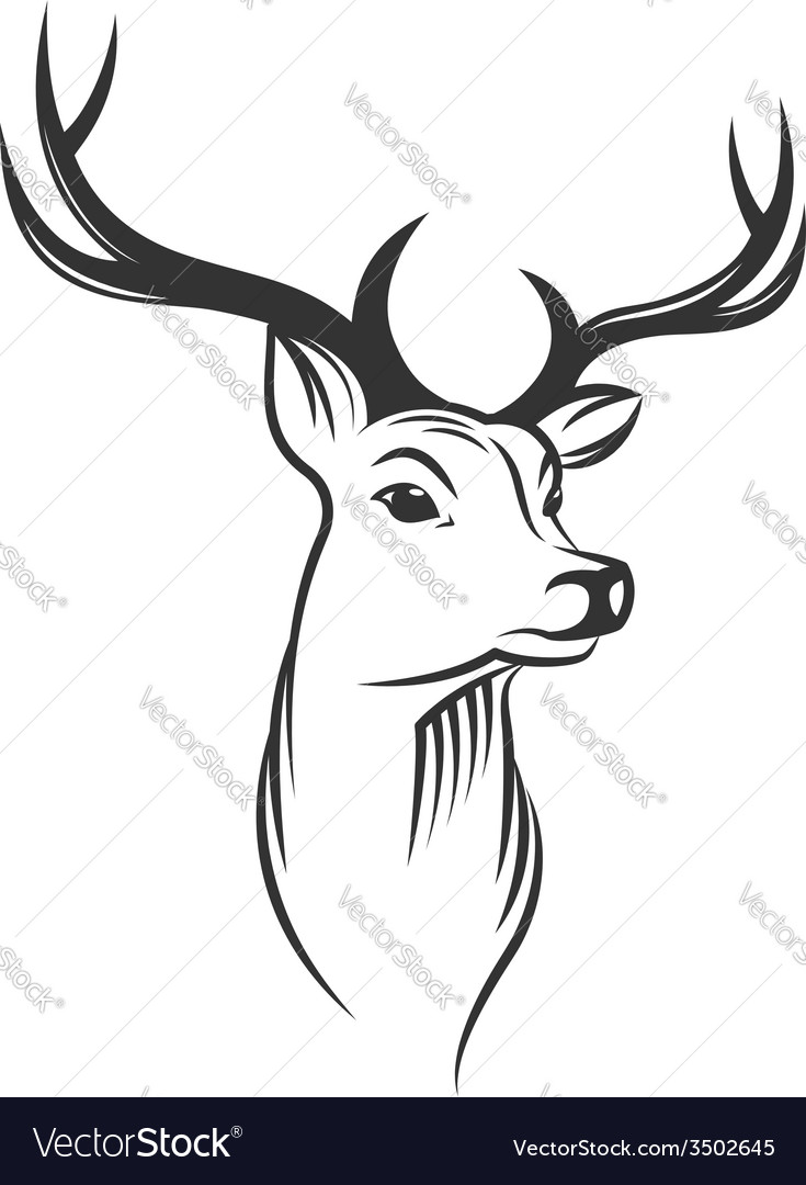 Deer head on white background Royalty Free Vector Image