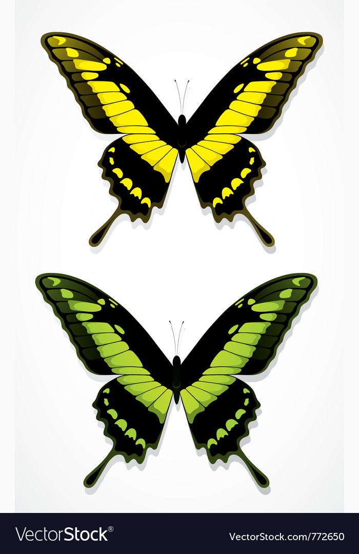 Colorful butterflies Royalty Free Vector Image