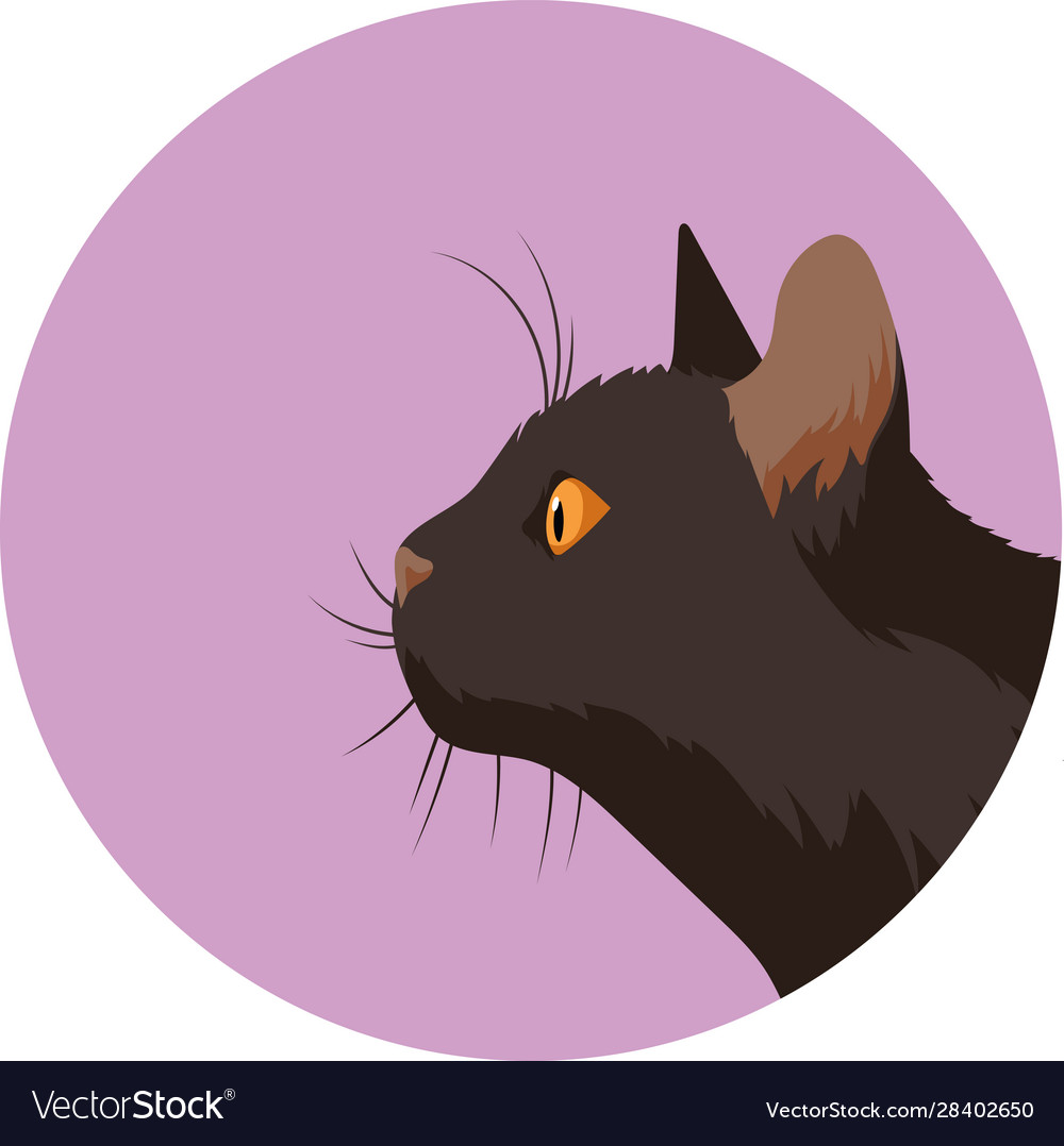 cat profile